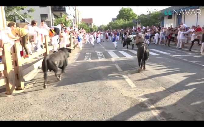 Emocionante y peligroso 2° encierro en Tafalla con los toros portugueses de Rosa Rodrigues