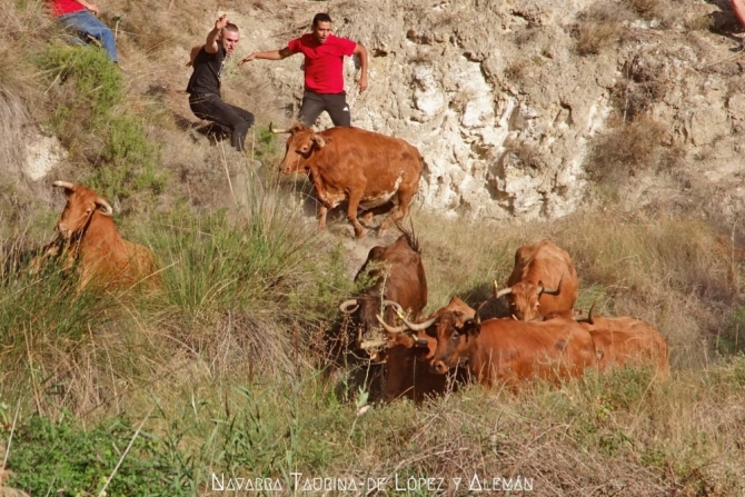 Emocionante y vistoso 5° Pilón de Falces, donde una vaca ha sido rescatada