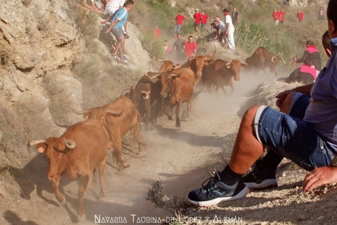 Emocionante y vistoso 5° Pilón de Falces, donde una vaca ha sido rescatada