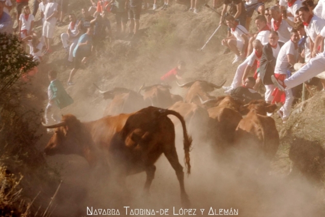 Emocionante y vistoso 5° Pilón de Falces, donde una vaca ha sido rescatada