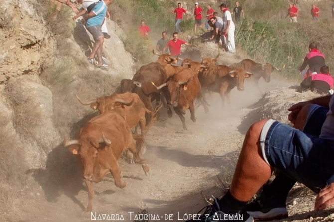 Emocionante y vistoso 5° Pilón de Falces, donde una vaca ha sido rescatada