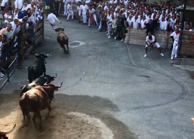 Sexto Pilón de Falces: emoción, bravura y velocidad de las vacas de Eulogio Mateo