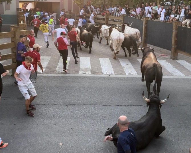 'Lento tercer encierro con toros maños de Cuartero'