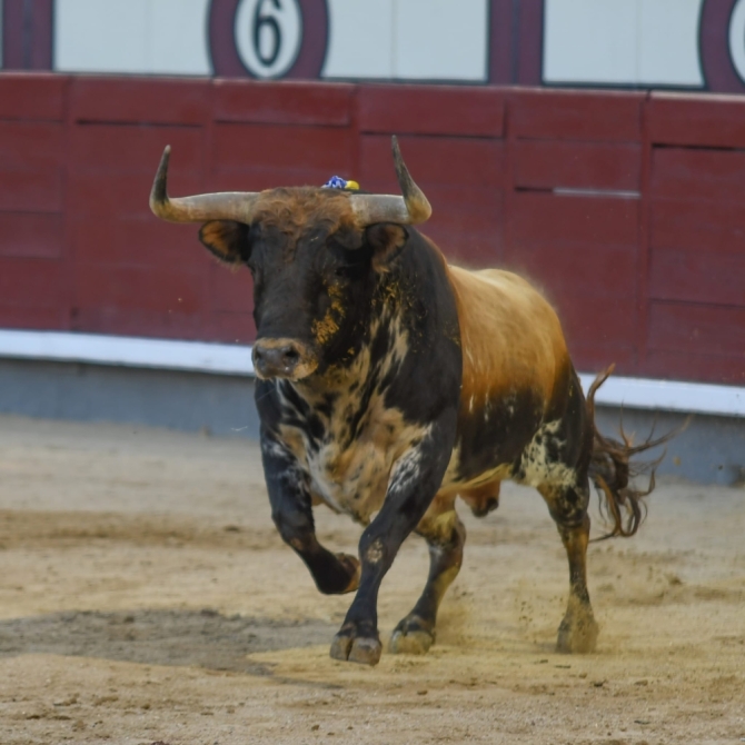 'Miguel de Pablo puntúa en un descafeinado desafío'